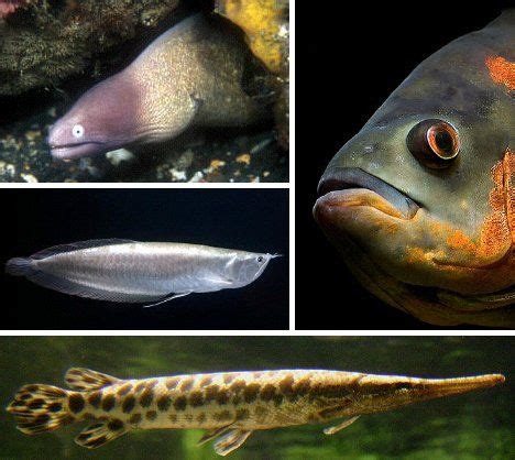 Strange Fish: 12 Unique Freshwater Aquarium Species | Freshwater aquarium, Pet fish, Fresh water ...