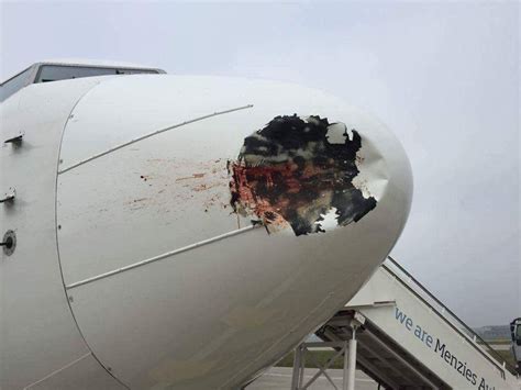 Bird hits passenger jet landing at Heathrow leaving a large bloody dent ...