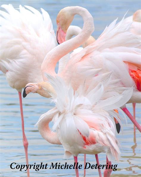 Flamingo Photography Flamingo Flock Flamingo Art Bird Art | Etsy