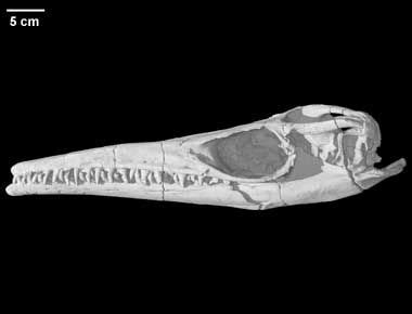 Plotosaurus bennisoni | Palaeontology, Skull and bones, Paleontology