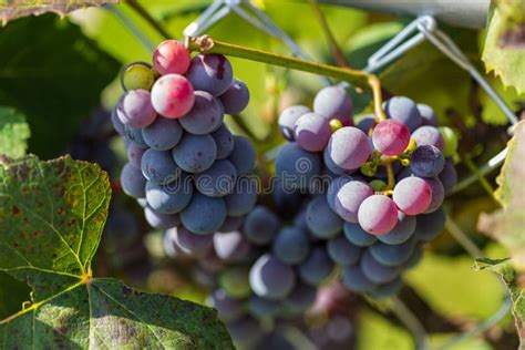 Concord Grapes Hanging on the Vine Not yet Ready for Harvest Stock Photo - Image of branch ...