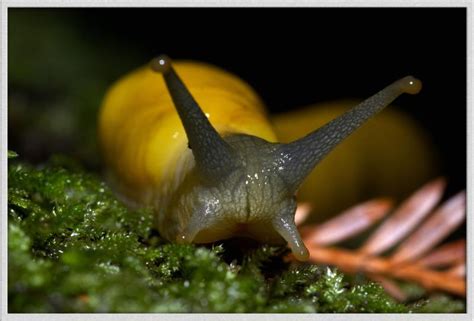 Work It, Banana Slug | Featured Creature