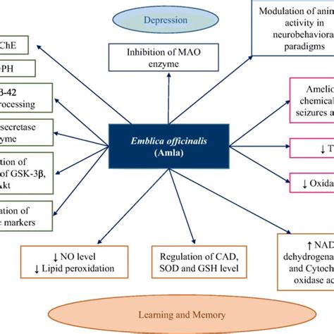 Pharmacological actions of Emblica officinalis AChE: Acetyl ...