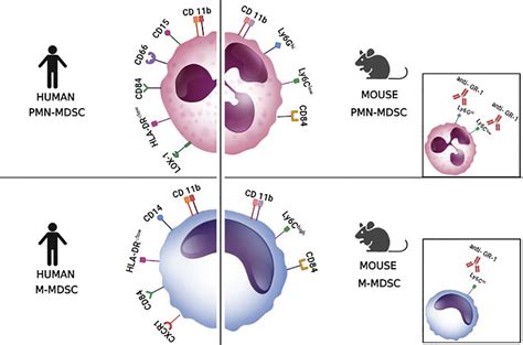 Frontiers | Myeloid-derived suppressor cells and vaccination against pathogens