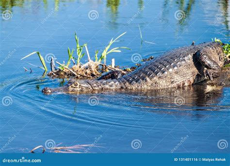 Yacare caiman stock photo. Image of freshwater, hunt - 131401116