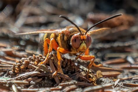 Eastern Cicada Killer l Remarkable Insect - Our Breathing Planet