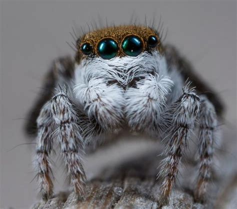 Stunning Images Capture Peacock Spiders’ Flashy Colors | Spider species, Pet spider, Jumping spider