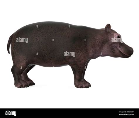 Baby Hippopotamus Isolated Stock Photo - Alamy