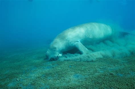 Dugongs | Fitzroy Partnership for River Health