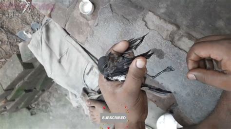 Bird Rescue video😞 | Help bird //কি ভাবে আঠার মধ্যে আটকে থাকা পাখিটাকে বাঁচালাম - YouTube