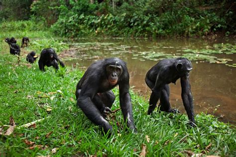 Visit wild bonobos north of Kinshasa in Congo and pygmy tribe tour in ...