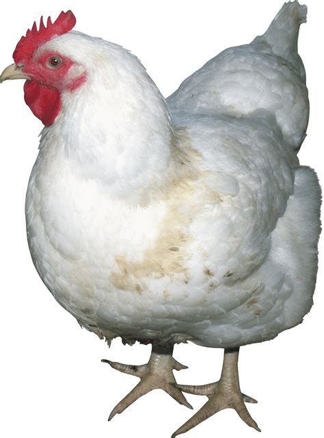 Chicken HD PNG Transparent Chicken HD.PNG Images. | PlusPNG