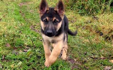 Baby German Shepherd Wallpaper - WallpaperSafari