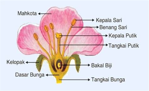 Bagian Bagian Bunga Lengkap Beserta Fungsinya Lemak - IMAGESEE