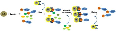 Ni-NTA (His-tag Affinity) Magnetic Beads - Advanced BioChemicals