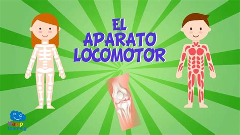 EL APARATO LOCOMOTOR | Vídeos Educativos para Niños - YouTube