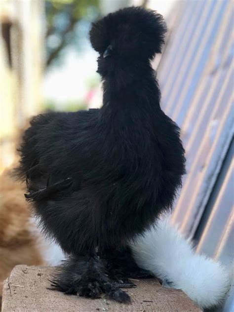 Black Silkie Bantams - Bantam Chicks Online | Cackle Hatchery