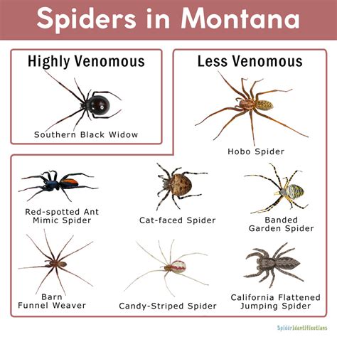 Texas Brown Recluse Spider Identification Chart