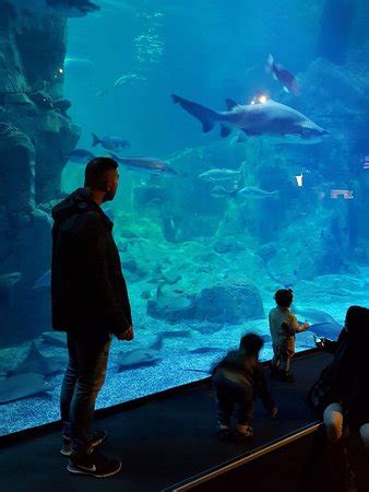 Istanbul Sea Life Aquarium (Turkey): Top Tips Before You Go (with ...