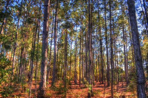 Pohon Pinus Di Bogor Manfaat Pohon Pinus Untuk Kesehatan Dan Industri - Macam Macam Pohon