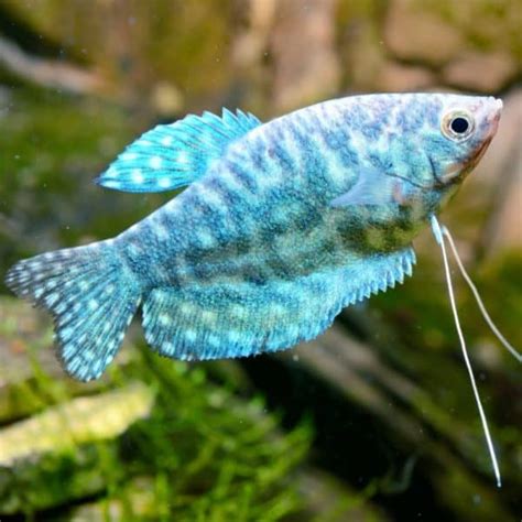 GOURAMI - BLUE OPALINE Trichopodus trichopterus - Aquatics Unlimited