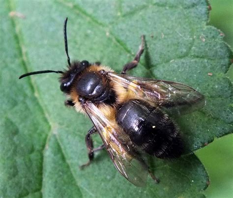 British Black HoneyBee For Sale | Bees | Breed Information | Omlet