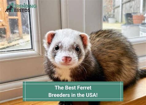 The 6 Best Ferret Breeders in the USA! (2024)