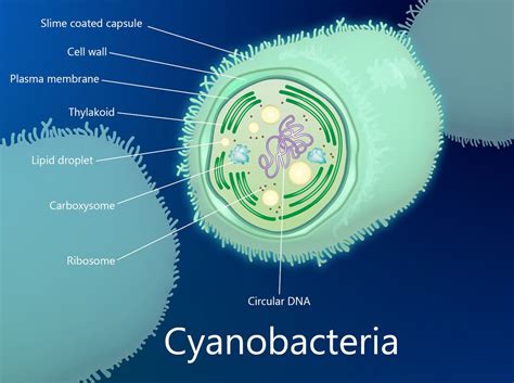 Cyanobacteria Cross Section Diagram :: Behance