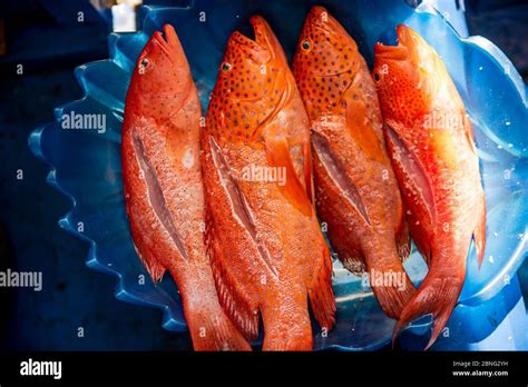 Lapu lapu hi-res stock photography and images - Alamy