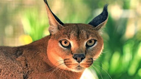 caracal cat price in pakistan - Boisterous E-Journal Stills Gallery