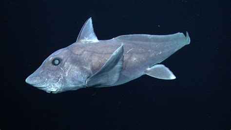 Ghost Shark Species Captured on Camera for the First Time | Shark Week | Discovery