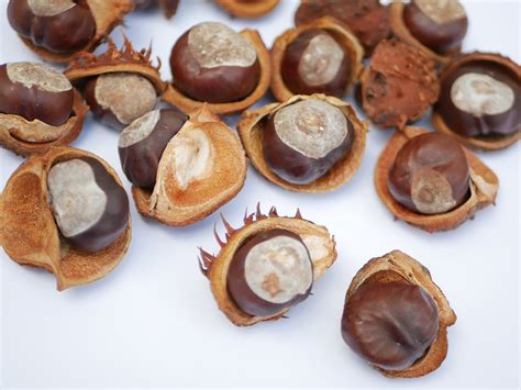 Dried Conkers Conkers in Shells dried Natural Conkers - Etsy