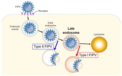 Pathogens | Free Full-Text | Endocytic Pathway of Feline Coronavirus for Cell Entry: Differences ...