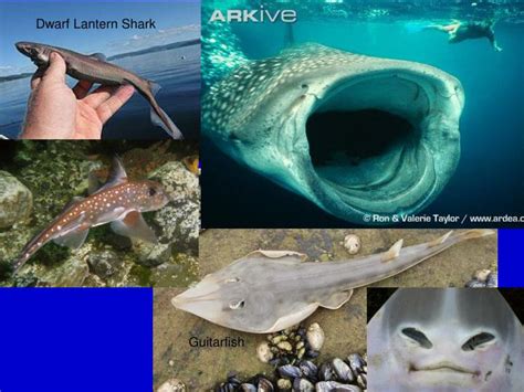 PPT - The Fishes: Vertebrate Success in Water PowerPoint Presentation - ID:6199621