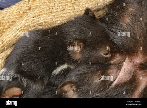 Tasmanian devil pouch hi-res stock photography and images - Alamy