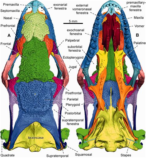 Lizard External Anatomy