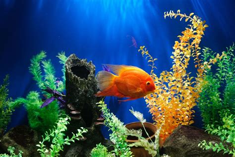 How to Decorate Your Fish Tank: Dos and Don'ts - PetHelpful