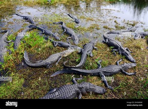 Alligators Everglades National Park Homestead Florida US Stock Photo ...