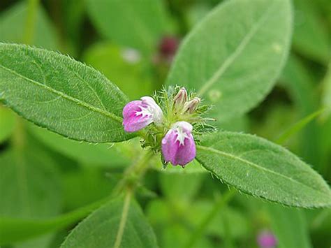 Justicia procumbens | Name of Species: Justicia procumbens C… | Flickr