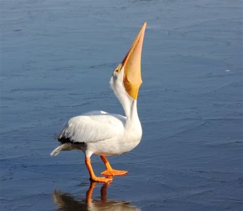 Pelican brief: A bird's gotta eat | Outdoors, Wildlife & Hunting | thesouthern.com