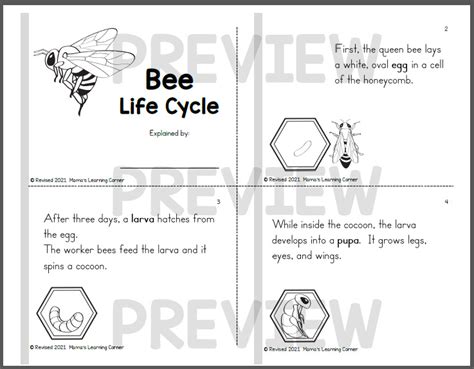 Bee Life Cycle Worksheets - Mamas Learning Corner