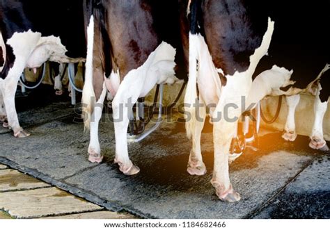 Dairy Cattle Milking Farm Stock Photo 1184682466 | Shutterstock