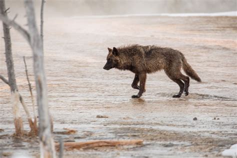 Revisiting Yellowstone's trophic cascade: Wolves' effect on aspen ...