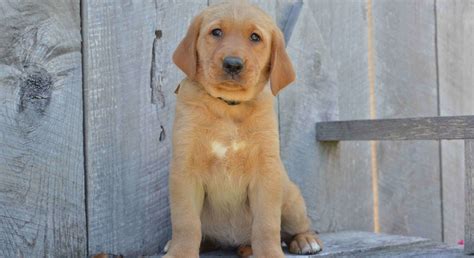 Golden Labrador.Meet Julie a Puppy for Adoption.