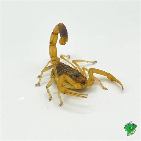 Deathstalker Scorpion - adult - Strictly Reptiles