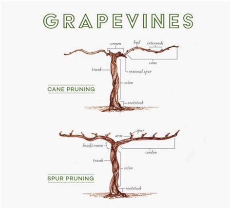 Learn To Prune A Grapevine! Pruning Workshop & Lunch - Sat 9th Feb ...