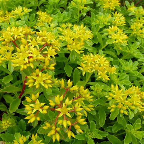 Sedum Kamtschaticum Drought Tolerant Russian Stonecrop Ground Cover Plant Seeds