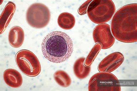 Lymphocyte white blood cell in blood smear, digital illustration ...