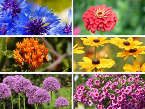 Plant A Colorful Summer Garden | Flowers, Gardening | Blooming Secrets