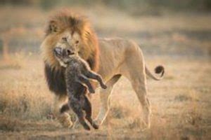 Honey Badger vs Lion- Can 2 badgers win Fight on African lion?